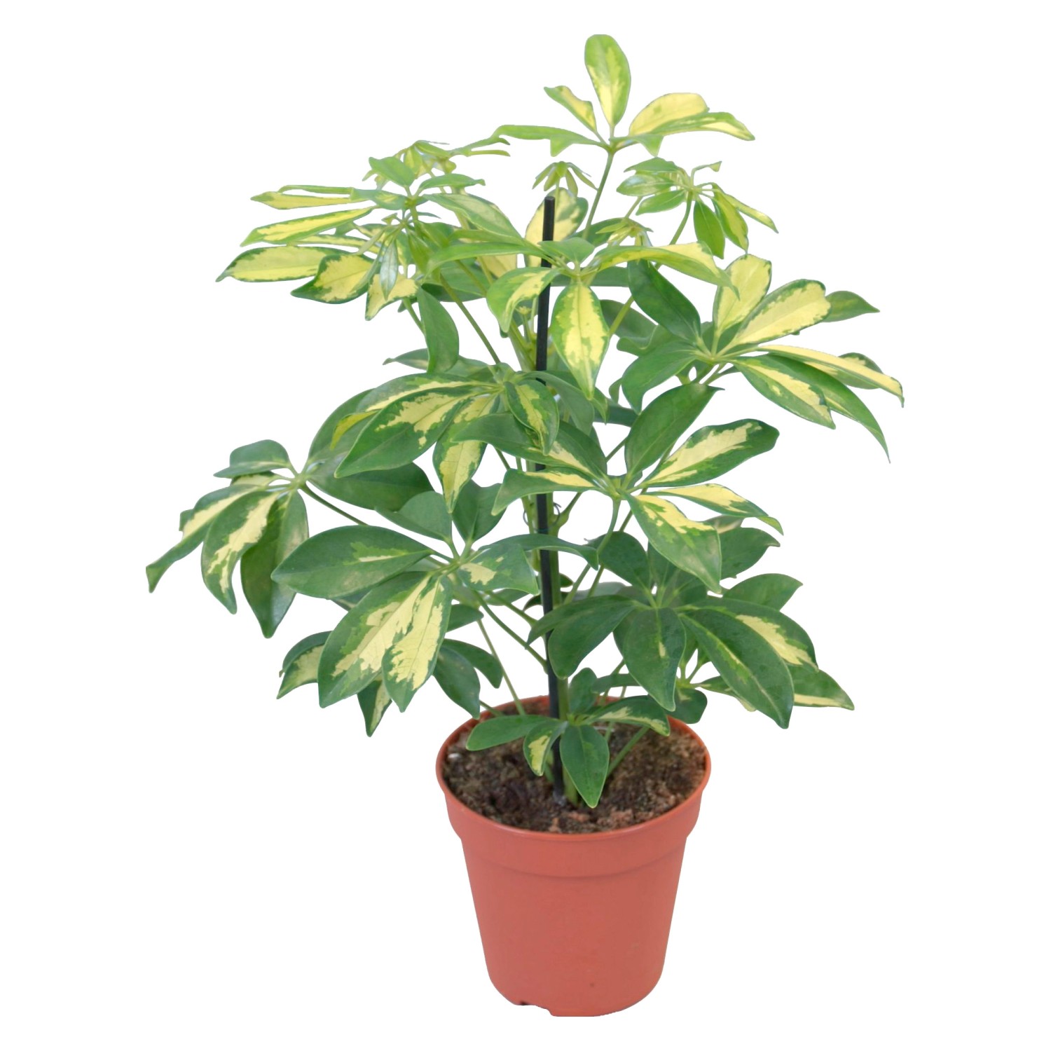 GROW by OBI Strahlenaralie Gerda Topf Ø ca. 14 cm Schefflera Arboricola