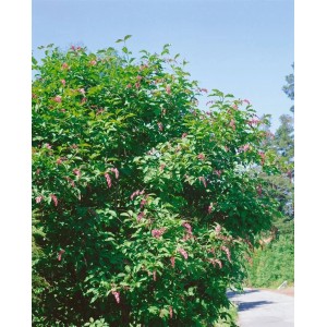Chinesischer Flieder 'Syringa Reflexa' mit rosa Blütenrispen, 80-100 cm hoch.