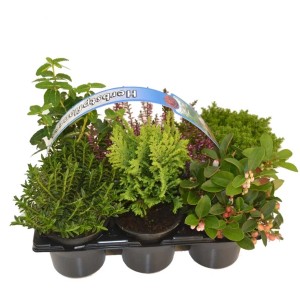 6 Herbstpflanzen im Set, sortiert: Heide, Scheinbeere, Strauchveronika, Koniferen im 9 cm Topf.