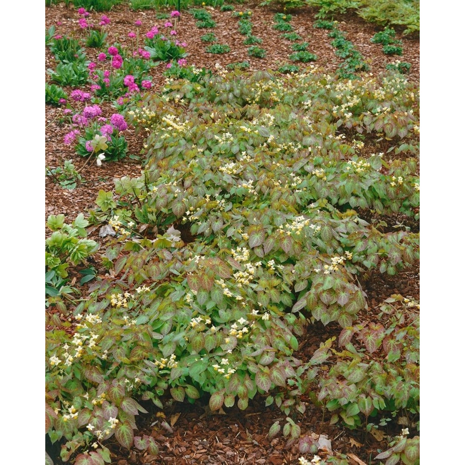 Epimedium X Warleyense Elfenblume Ca. 9x9 cm Topf günstig online kaufen