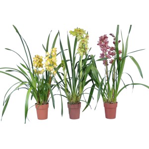 Drei Cymbidium Orchideen im Topf (ca. 14 cm Ø) in Gelb, Grün und Rosa.