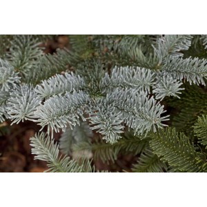 Nahaufnahme der blaugrünen Nadeln einer Abies Procera Glauca Edeltanne.