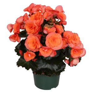 Orangefarbene GROW by OBI Begonie Elatior im Topf (ca. 13 cm Ø).