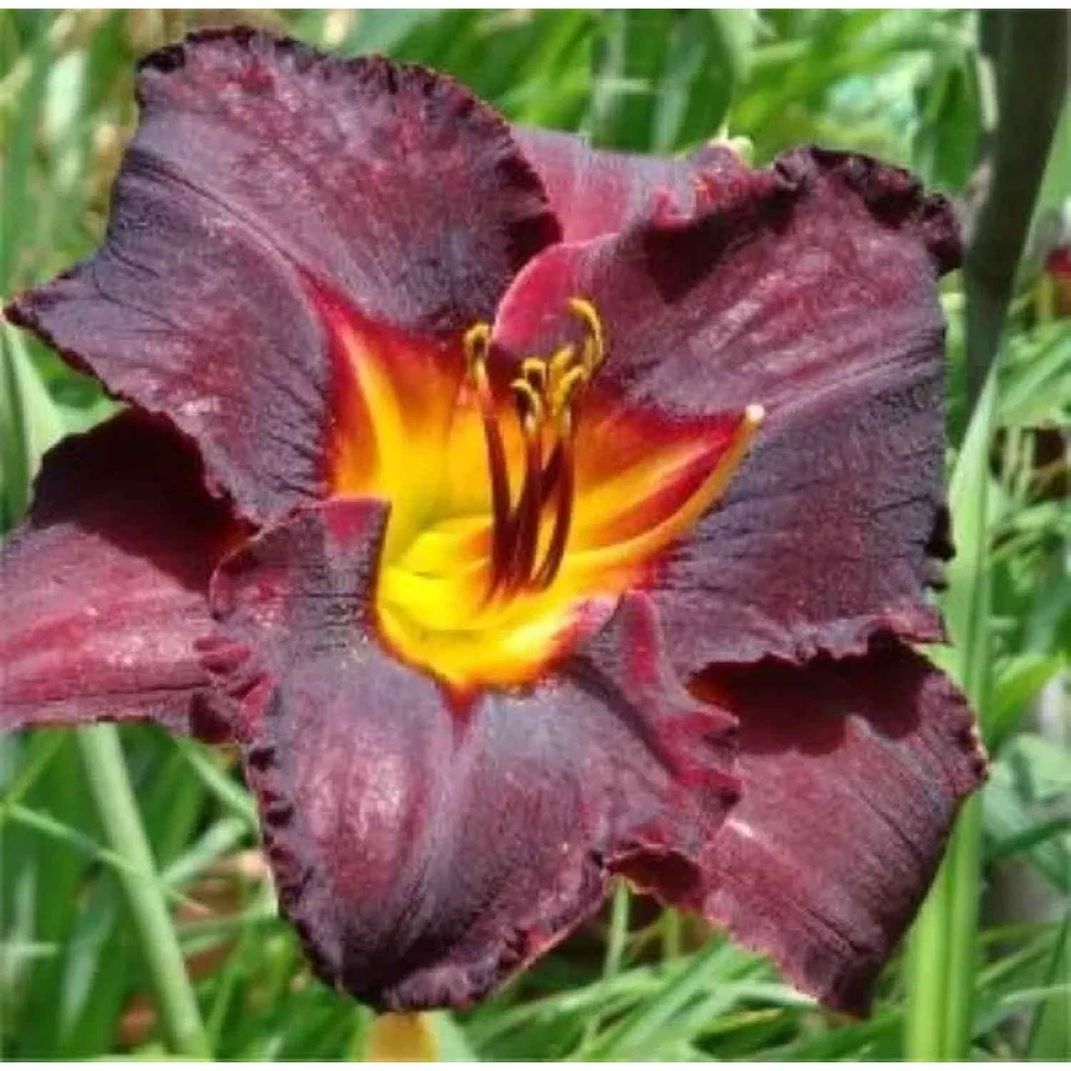 Taglilie American Revolution - Hemerocallis