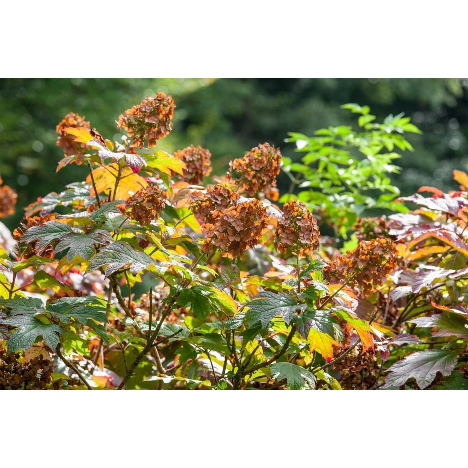 Hydrangea Quercifolia Eichenblatthortensie Ruby Slippers 40-60 cm günstig online kaufen