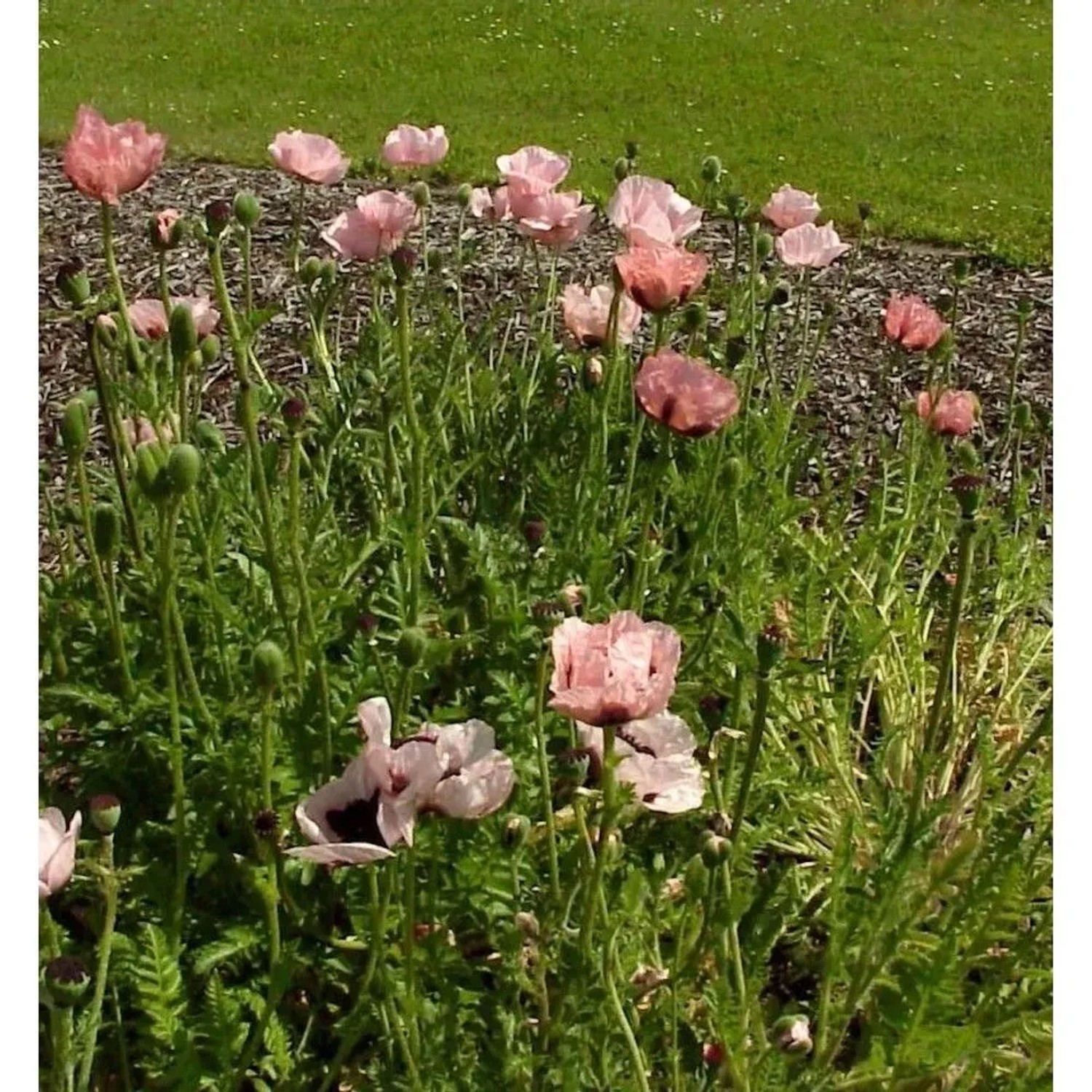 Türkischer Mohn Princess Victoria Louise - Papaver orientale