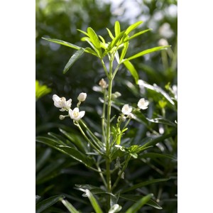 Detailaufnahme der Choisya Ternata White Dazzler Orangenblume mit weißen Blüten und grünen Blättern.