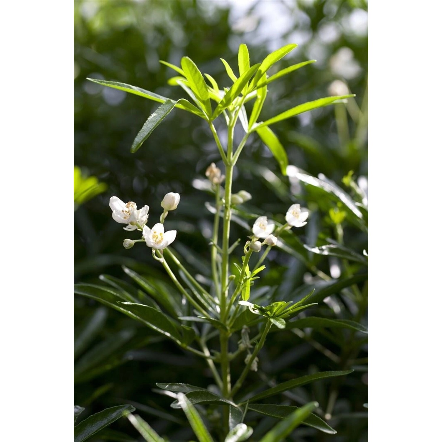 Choisya Ternata White Dazzler Orangenblume Weiß 30–40 cm günstig online kaufen