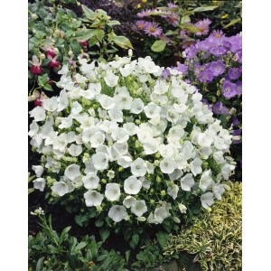 Weiße Campanula 'Weiße Clips' im 9x9 cm Topf, eine blühende Staude für sonnige Standorte.