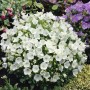 Weiße Campanula 'Weiße Clips' im 9x9 cm Topf, eine blühende Staude für sonnige Standorte.