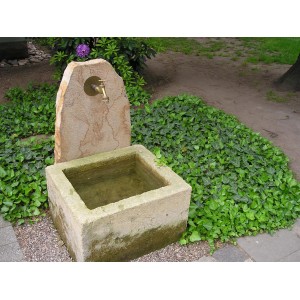 Efeu Grünpfeil als Bodendecker neben einem Steinbrunnen im Garten.