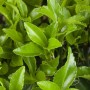 Immergrüner Euonymus Japonicus Microphyllus Spindelstrauch mit glänzenden, grünen Blättern.