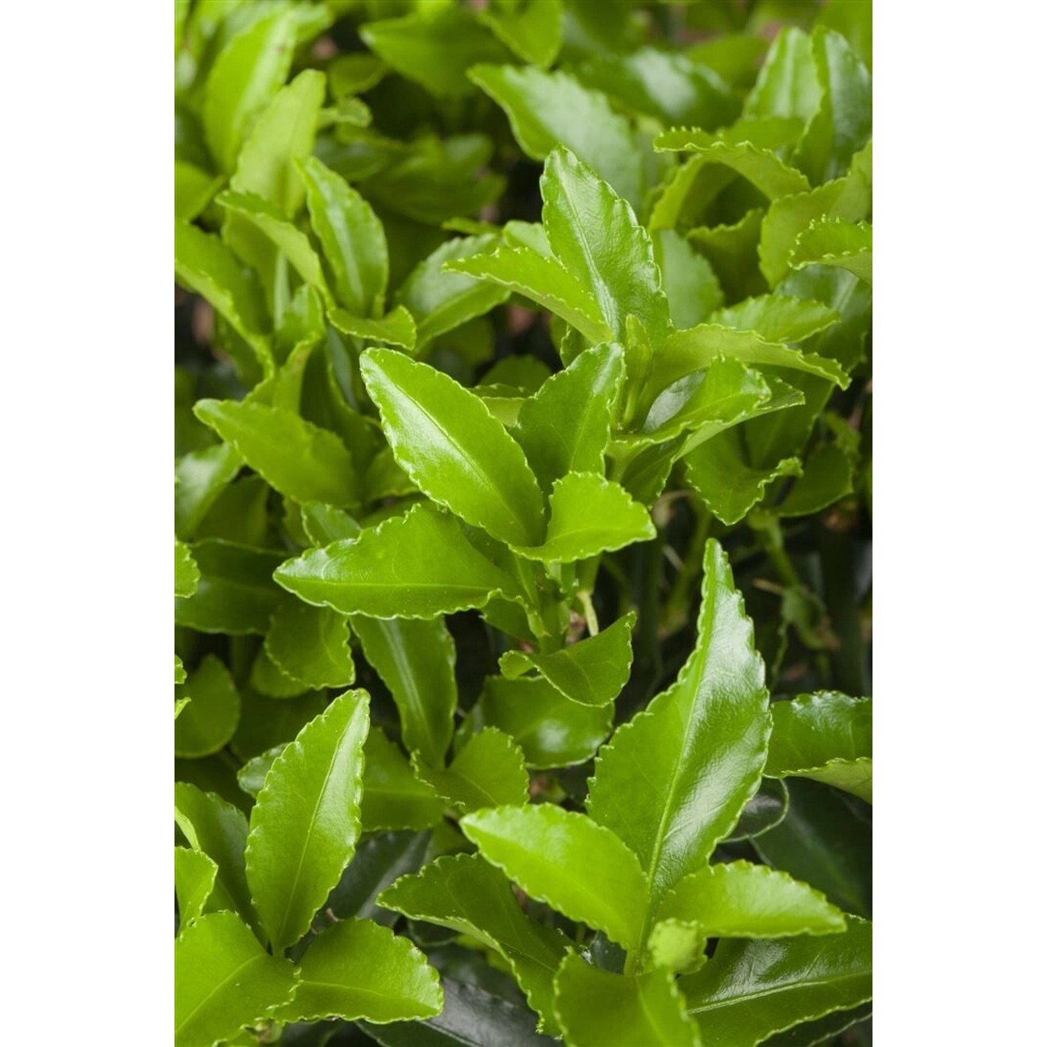 Euonymus Japonicus Microphyllus Green Spindelstrauch Ca. 9x9 cm Topf günstig online kaufen