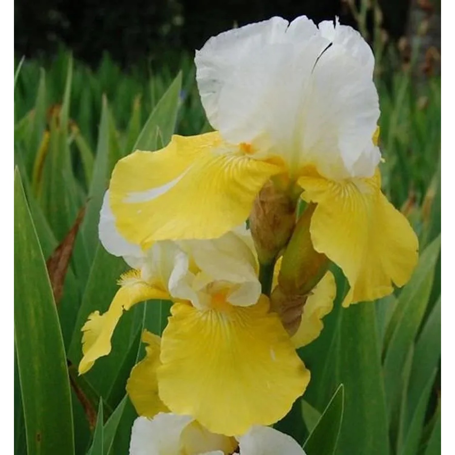 Schwertlilie Tulip Festival - Iris barbata