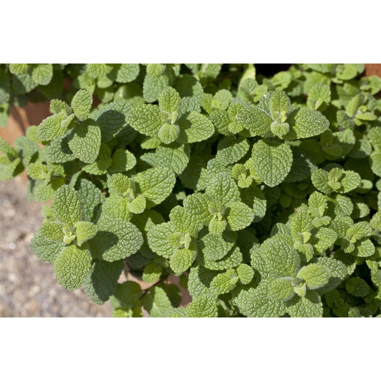 Mentha Suaveolens Apfelminze Ca. 9x9 cm Topf günstig online kaufen