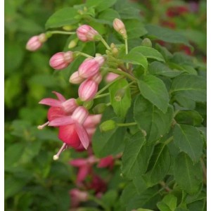 Fuchsie Galadriel (Fuchsia magellanica) mit pinkfarbenen Blüten und grünen Blättern.