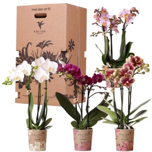Kolibri Überraschungsbox mit 4 Orchideen in verschiedenen Farben. Blühende Zimmerpflanzen im Mix.