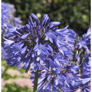 Nahaufnahme der blauen Blütenstände einer Schmucklilie (Agapanthus africanus) im Garten.