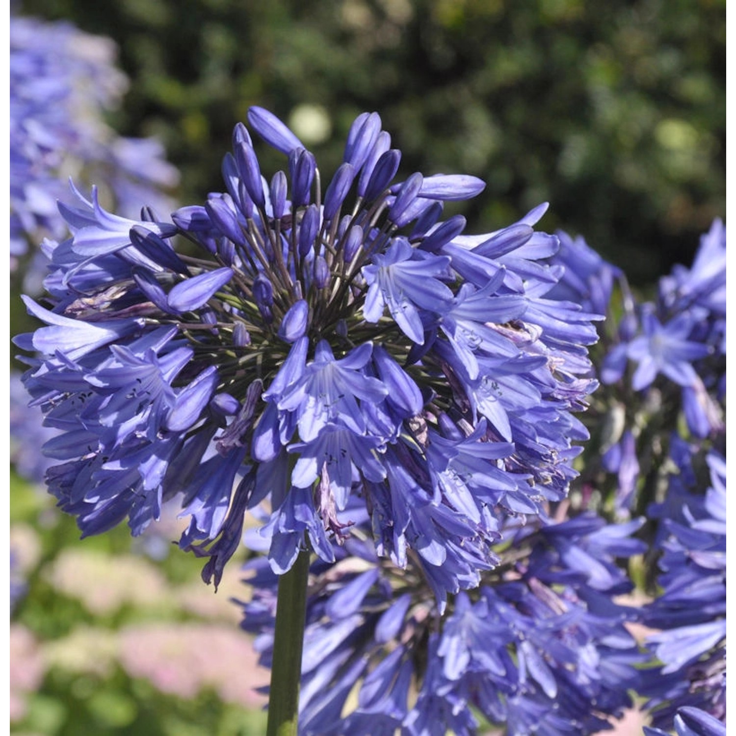 Schmucklilie Blue Umbrella - Agapanthus africanus günstig online kaufen