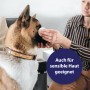 Hund wird mit Canosept Augenpflege gereinigt. Augenhygiene für Hunde, auch für sensible Haut geeignet.