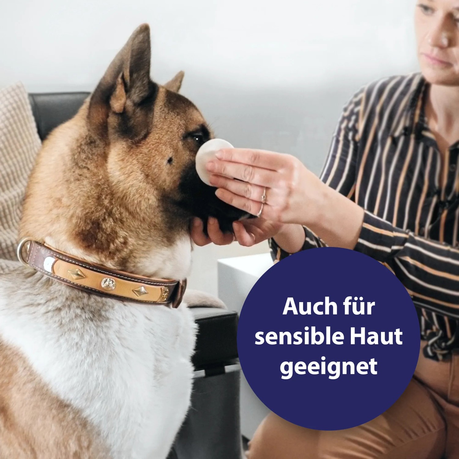 Hund wird mit Canosept Augenpflege gereinigt. Augenhygiene für Hunde, auch für sensible Haut geeignet.