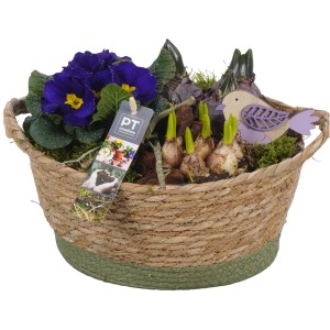 Frühlingsarrangement im Weidenkorb mit Primeln, Narzissen und Deko-Vogel. Topf ca. 19cm Ø.