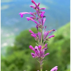Mexikanische Agastache Staude mit rosafarbenen Blüten vor grünem Hintergrund.