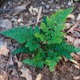 Breitblättriger Wurmfarn (Dryopteris Dilatata) im 2-3 Liter Container. Grüne Staude für schattige Gärten.