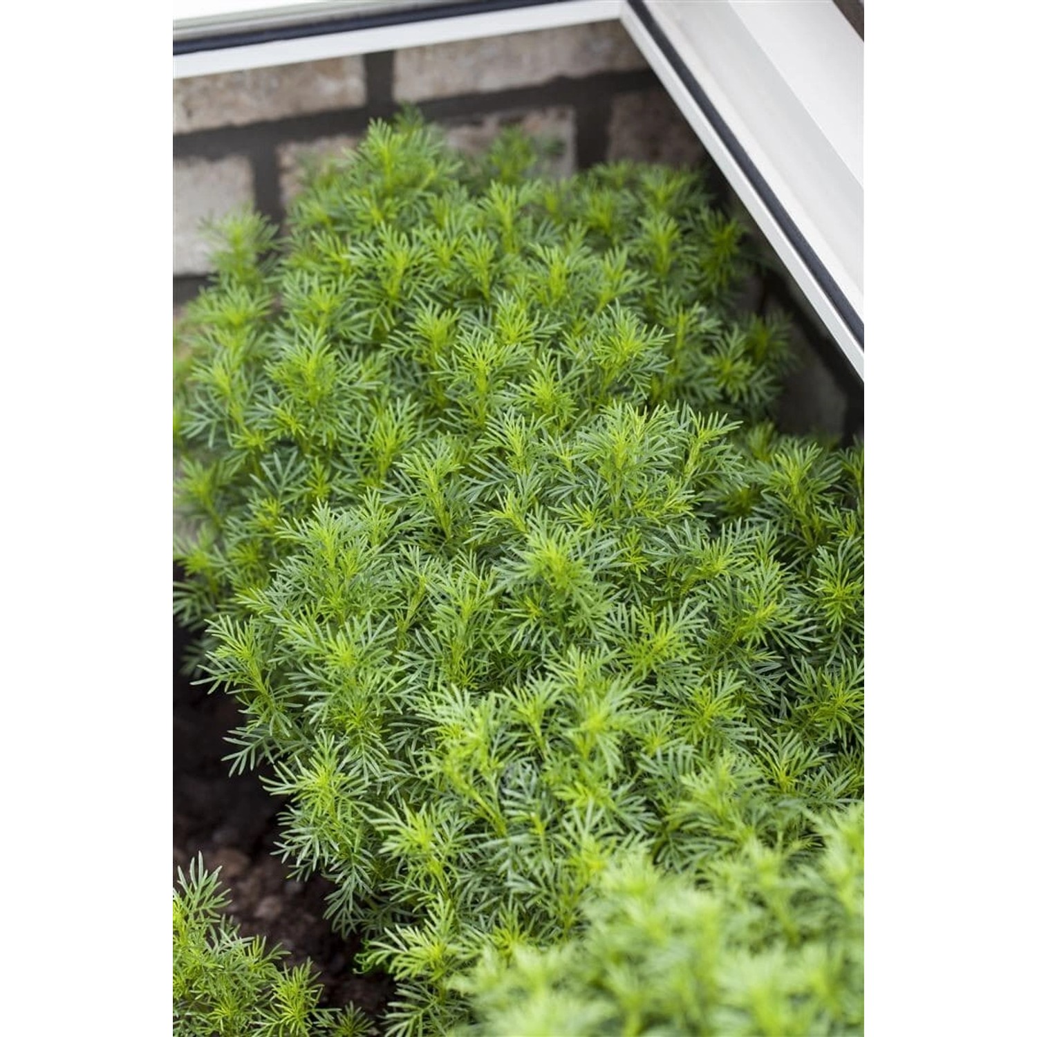 Tagetes Filifolia Mexikanische Gewürztagetes Ca. 11x11 cm Topf günstig online kaufen