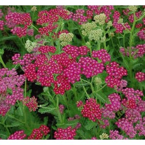 Schafgarbe Velour (Achillea millefolium) mit pink-roten Blüten.