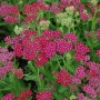 Schafgarbe Velour (Achillea millefolium) mit pink-roten Blüten.
