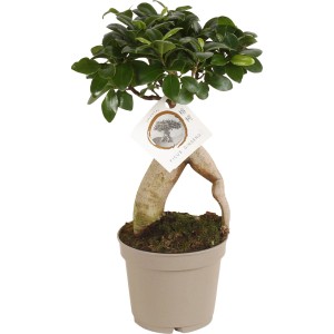 Bonsai Ficus Ginseng im Topf, ca. 30-35 cm hoch, mit dicken Luftwurzeln und grünen Blättern.