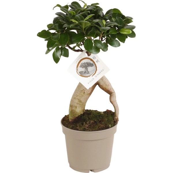 Bonsai kaufen bei OBI