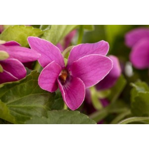 Nahaufnahme eines roten Duftveilchens (Viola Odorata Red Charm) im 9x9 cm Topf. Blühende Zimmerpflanze.