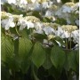 Etagen-Schneeball Mariesii (Viburnum plicatum) mit weißen Blüten und grünen Blättern.