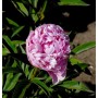 Edelpfingstrose Mammoth Rose - Paeonia lactiflora