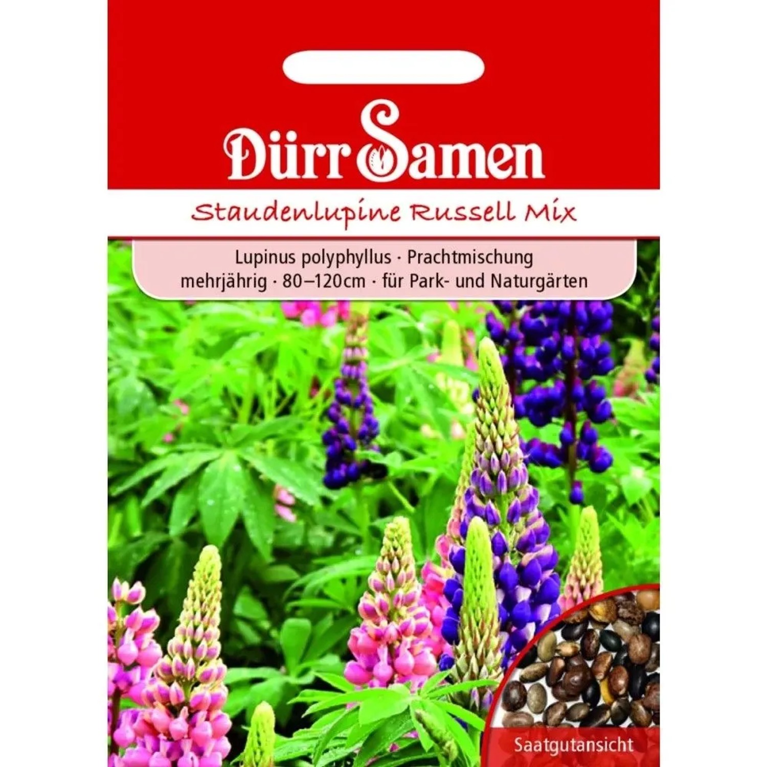 Dürr Samen Staudenlupine Prachtmischung Mehrjährig Saatgut