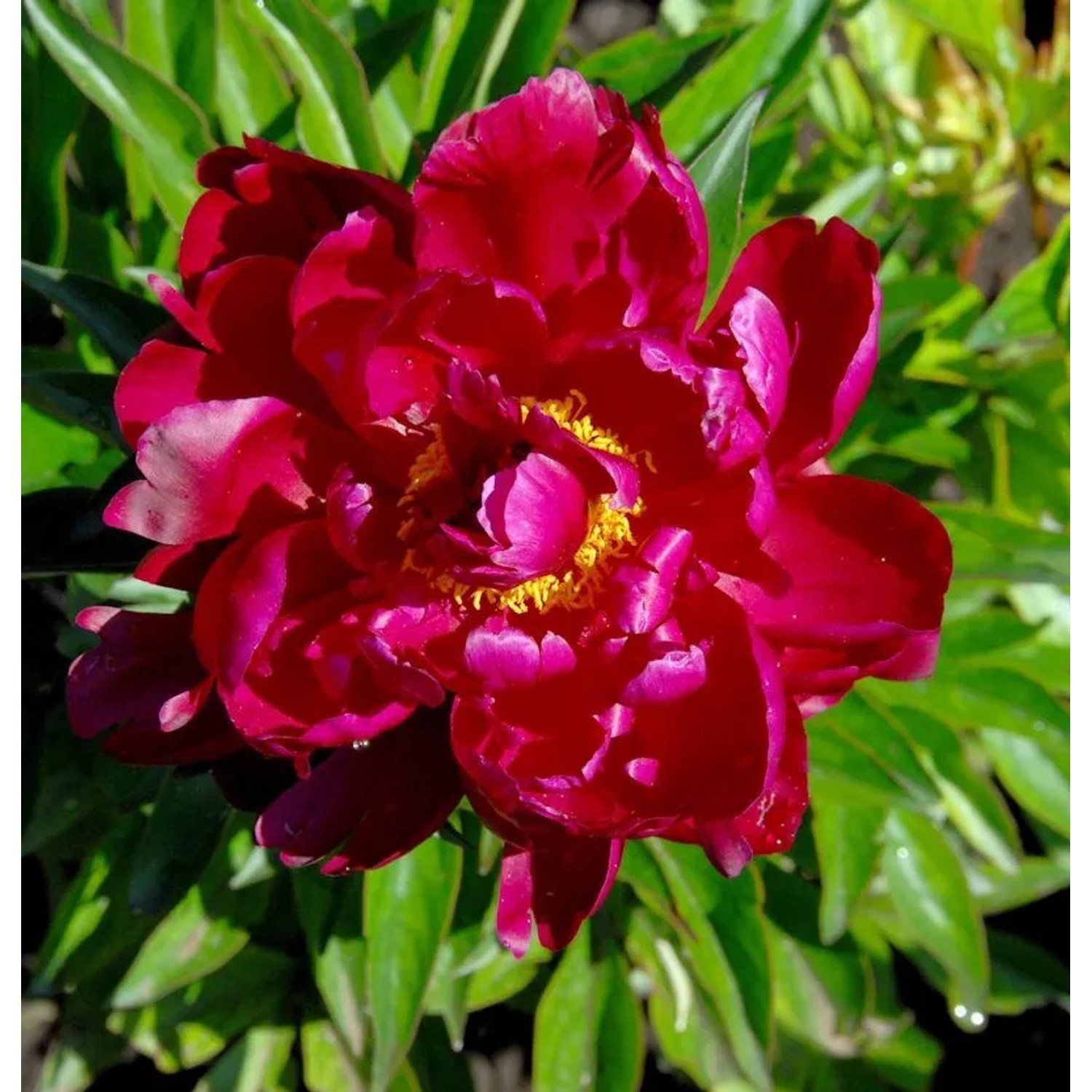 Edelpfingstrose Peter Brand - Paeonia,actiflora