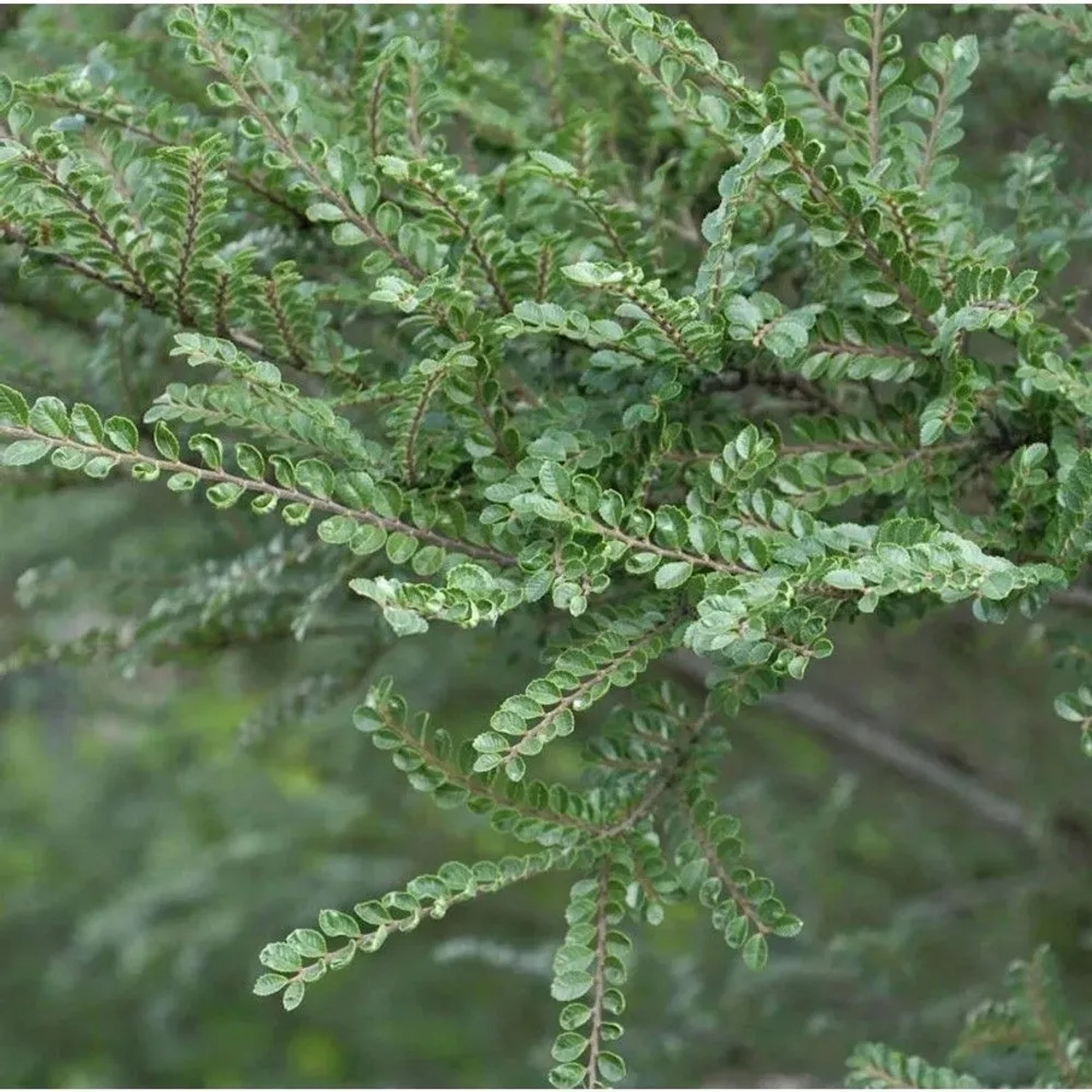 Hochstamm Zwerg Ulme Seiju 50-60cm - Ulmus parvifolia