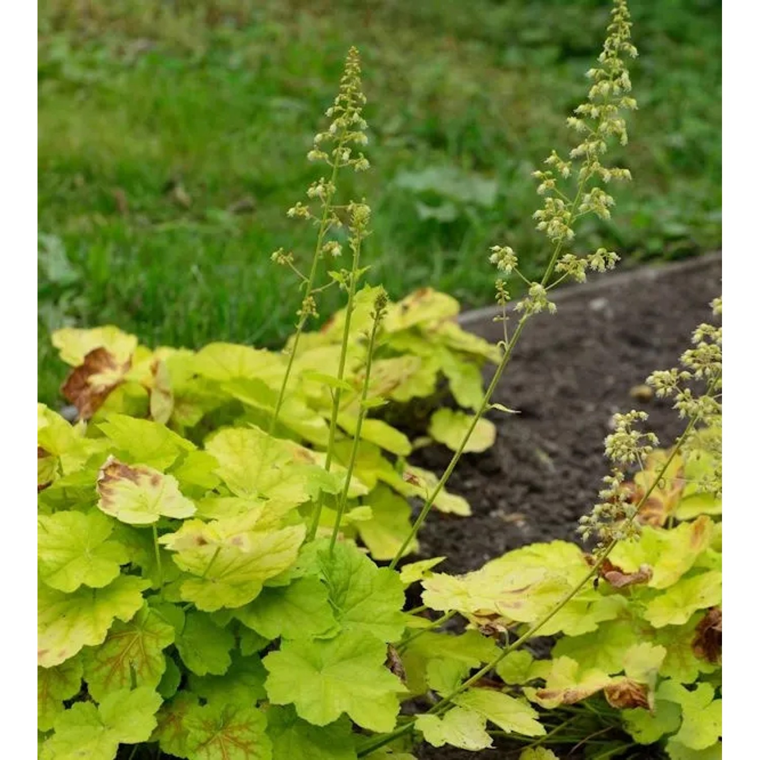 Purpurglöckchen Tiramisu - Heuchera villosa