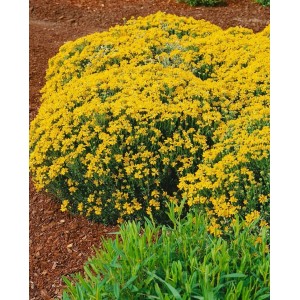 Buschiger Spanischer Ginster (Genista hispanica) mit leuchtend gelben Blüten.