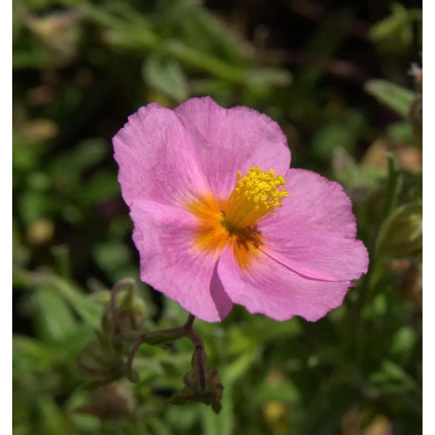 Sonnenröschen Lawrensons Pink - Helianthemum