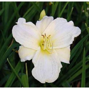 Nahaufnahme der weißen Taglilie 'White Temptation' im Garten. Elegante Staude mit zarten Blütenblättern.