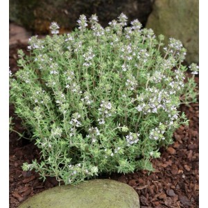 Gewürz Thymian - großer Topf - Thymus vulgaris