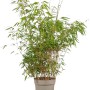 Schirmbambus Fargesia rufa, 60er Set, ca. 60-80 cm hoch, im Topf.