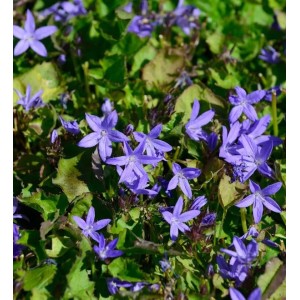 Nahaufnahme der blauen Glockenblume (Campanula poscharskyana) mit grünen Blättern.
