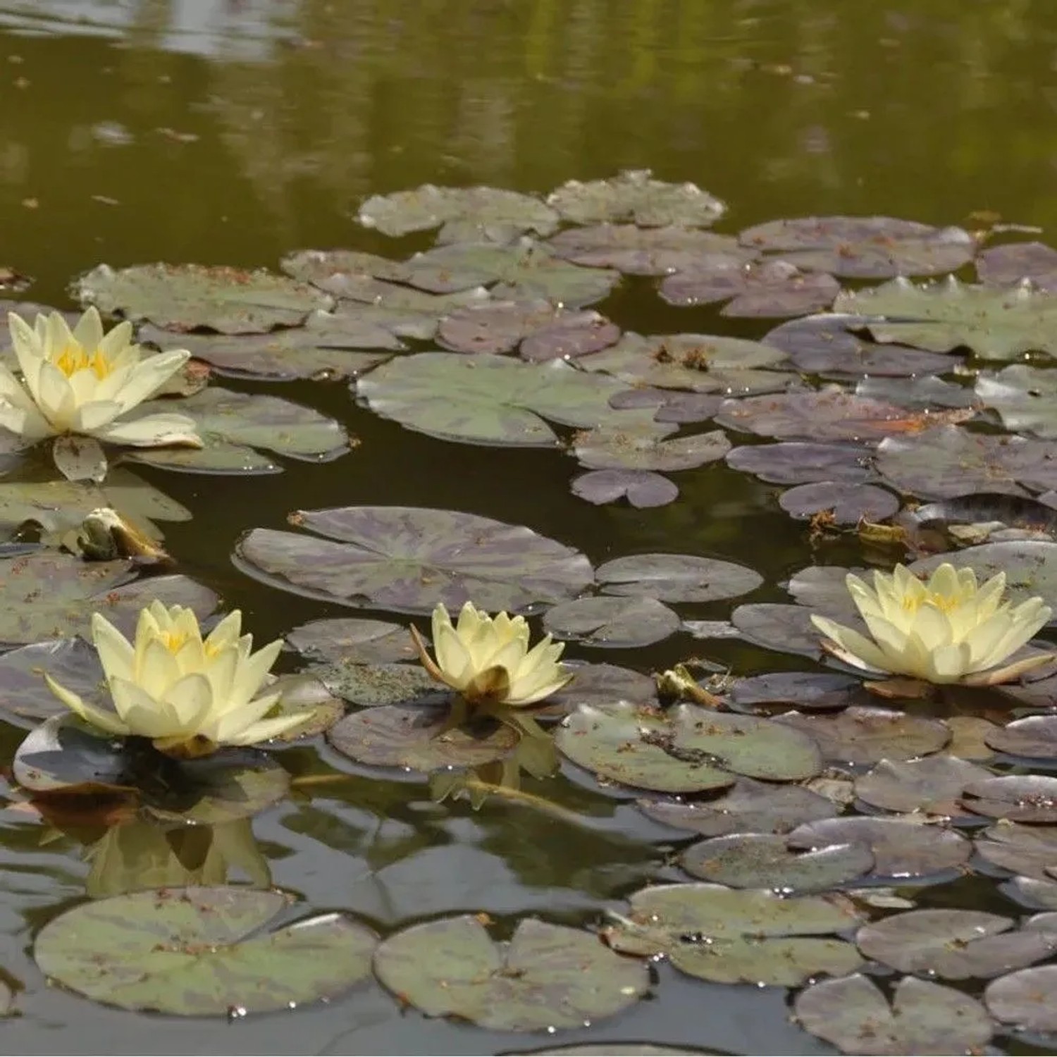 Seerose Marliacea Chromatella - Nymphaea