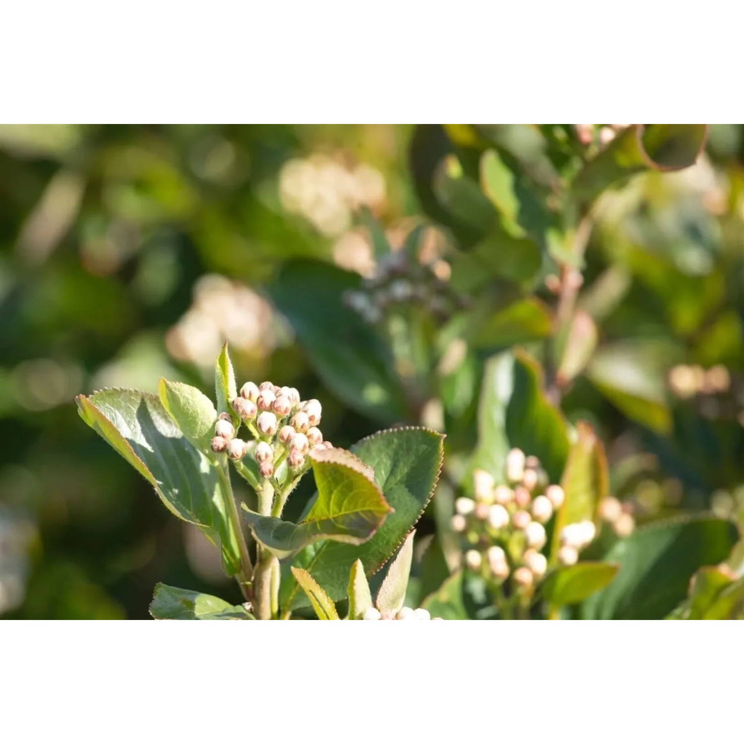 Aronia Schwarze Apfelbeere (100–125 cm) mit Blütenknospen im Detail.