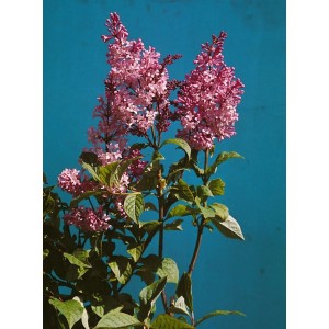 Blühender Ungarischer Flieder (Syringa Josikaea) mit lila Blüten vor blauem Hintergrund.