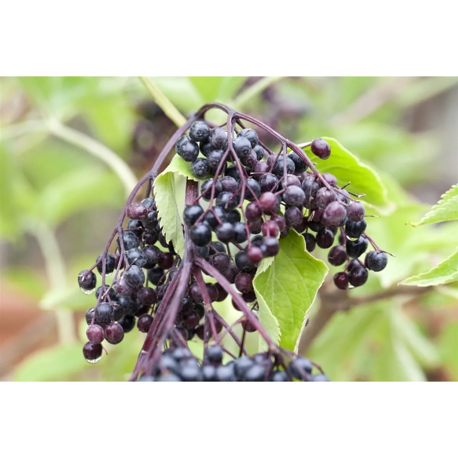 Nahaufnahme von reifen, dunklen Holunderbeeren am Strauch Sambucus Nigra.